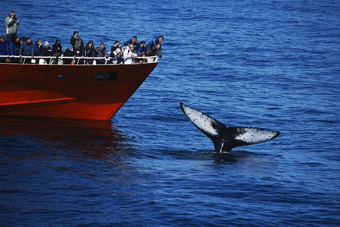 Whale Watching